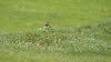 15_Einsamer Modellflieger